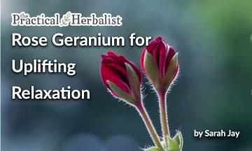 Rose Geranium for Uplifting Relaxationby Sarah Jay