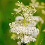 Meadowsweet Myth, Magic, History, and Folklore
